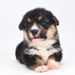 Sonic - Black and tan male Pembroke Welsh Corgi puppy in San Antonio, Texas from Moxxi's Legacy Corgis