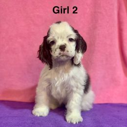 Girl 2 - Brown and white female Cocker Spaniel puppy in Delphi, Indiana from Benchmark Cockers