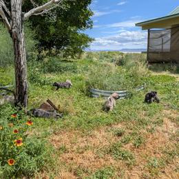 Anatolian Shepherd Dog and Labrador Retriever Puppies from Learning With Dogs