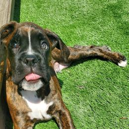 Boxer Puppies from SmashBox Kennel