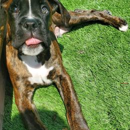 Boxer Puppies from SmashBox Kennel