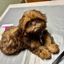 Tate - Shih Tzu