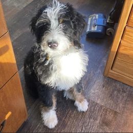 Bernedoodle Puppies from Crider’s Critters