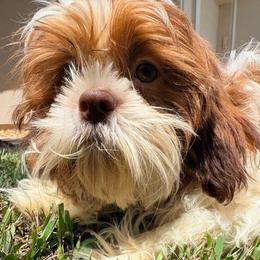 Carter - Red and white male Shih Tzu puppy in Saint Johns, Florida from BEH Puppies LLC