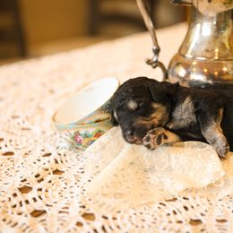 Poodle Puppies from Setting the Standard Poodles