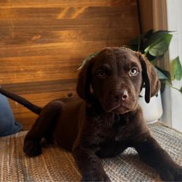Diver - Dark brown male Chesapeake Bay Retriever puppy in Ulen, Minnesota from North Wind Gundogs