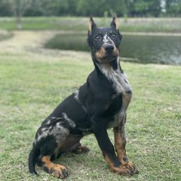 Beauceron and Doberman Pinscher Puppies from Elitehaus