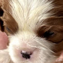 Boo - Cavalier King Charles Spaniel puppy from Skais the Limit Cavaliers