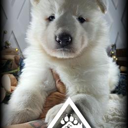 Francis - White female German Shepherd puppy in Sequim, Washington from German Shepherd Haus