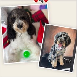 Bernedoodle puppies from Avery Doodle Day LLC