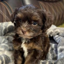 Girl - Brown female Russian Tsvetnaya Bolonka puppy in Peabody, Kansas from SouthFork Ranch