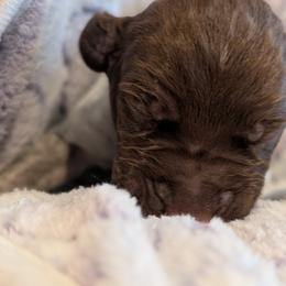 German Shorthaired Pointer Puppies from Hanaway GSPs