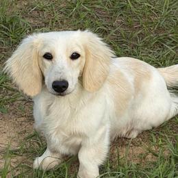 Oakley - Dachshund