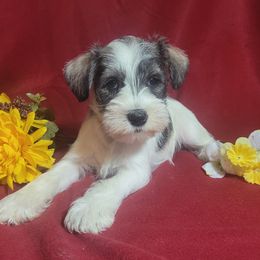 Companion Cross, Miniature Schnauzer, and Yorkshire Terrier Puppies from Puppy Sugars Kennels