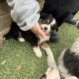 Miniature Australian Shepherd Puppies from Amberwood DD Aussies