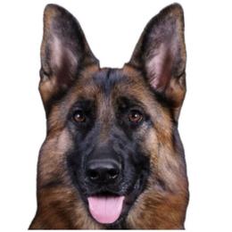 Chloe - German Shepherd