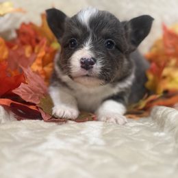 Full fluffy- Vinnie - Blue male Pembroke Welsh Corgi puppy in Paradise, Texas from Bar S Corgis