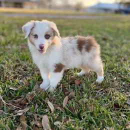 Beau - Red merle male Australian Shepherd puppy in Crosby, Texas from Monarch Australian Shepherds