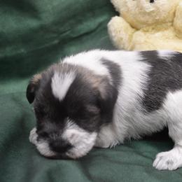 Trigg - Salt and pepper male Miniature Schnauzer puppy in Lebanon, Missouri from Sassy's Classy Canines