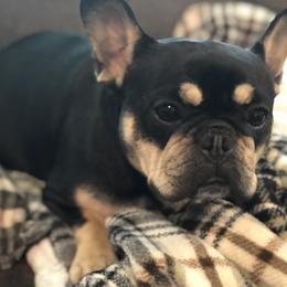 Sophie - Black and tan female French Bulldog puppy in Caledonia, New York from Raise The Woof Bulldogs