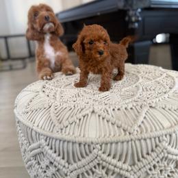 Angel - Red male Australian Labradoodle puppy in Auburn, California from Poodles and Labradoodles breeder