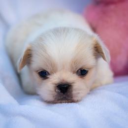 Pekingese, Poodle, and Shih Tzu Puppies from Happy puppies