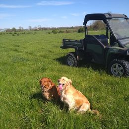 Golden Retrievers from Golden Brick Road Golden Retrievers