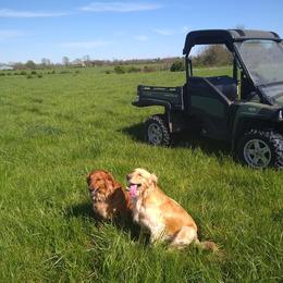 Golden Retrievers from Golden Brick Road Golden Retrievers