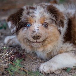 Australian Shepherds from Silverland Aussies