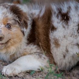 Australian Shepherds from Silverland Aussies