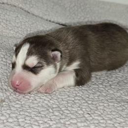 Smoke - Red and white male Siberian Husky puppy in Kansas City, Missouri from Anuun's Huskies