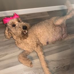 Sadie - Goldendoodle