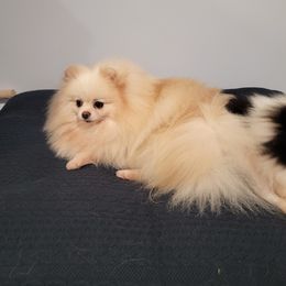 Frozen - Pomeranian