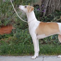 Papillons and Whippets from Elidas Whippets and Papillons