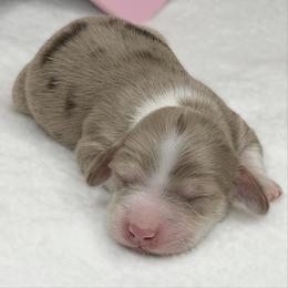 Matthew (Chocolate and cream dapple) (No breeding homes allowed) - Dapple male Dachshund puppy in Fayetteville, North Carolina from RRD