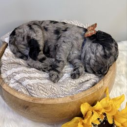 Jack Skellington - Merle male Labradoodle puppy in Adams, Nebraska from Boxcar Doodles and Poodles