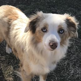Brandy - Toy Australian Shepherd
