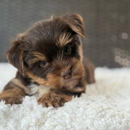 Gus - Chocolate and tan male Yorkshire Terrier puppy in Liberty, Texas from Tiny Yorkshire pups