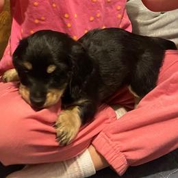 Pepe AKC full rights - Black and tan male Dachshund puppy in Elizabethtown, Kentucky from Teeny Tiny Puppy Tails
