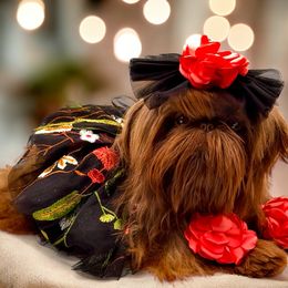 Smitten - Shih Tzu