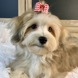 Malibu - Havanese