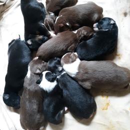 Australian Shepherd Puppies from CinchTight