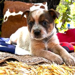 Margo - Blue speckled female Australian Cattle Dog puppy in Red Bluff, California from Route 99 Heelers