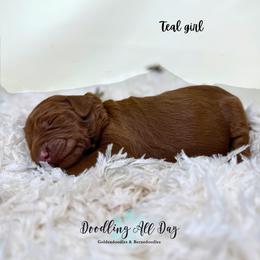 Teal girl - Red  female Goldendoodle puppy in Valdese, North Carolina from Doodling All Day Goldendoodles