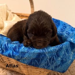 Atlas - Brown male Newfoundland puppy in Goodhue, Minnesota from Claypits Newfoundlands