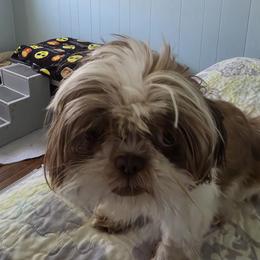 Hazel - Shih Tzu