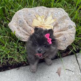 Pink - Wolf sable female Pomeranian puppy in Apollo Beach, Florida from Sherlock’s Poms
