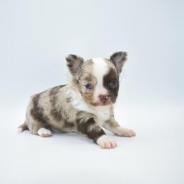 Rolo - AKC - Merle male Chihuahua puppy in Bulls Gap, Tennessee from Smokey Mountain Chihuahuas