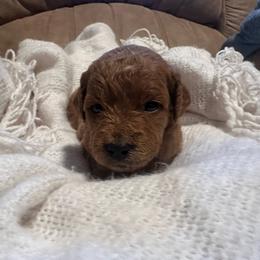 Elsie - Red  female Goldendoodle puppy in Graham, North Carolina from Geise Meadow Doodles