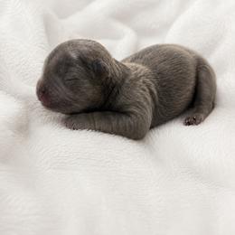 Oakley - Blue female Shih Tzu puppy in Tallahassee, Florida from Bows and Bow Ties